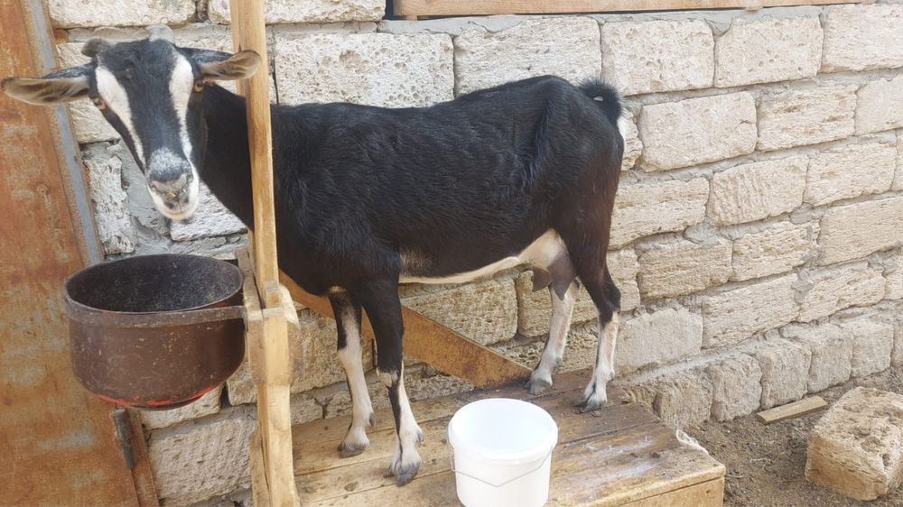 Ешкі,зааненская порода