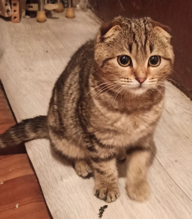 Котенок вислоухий