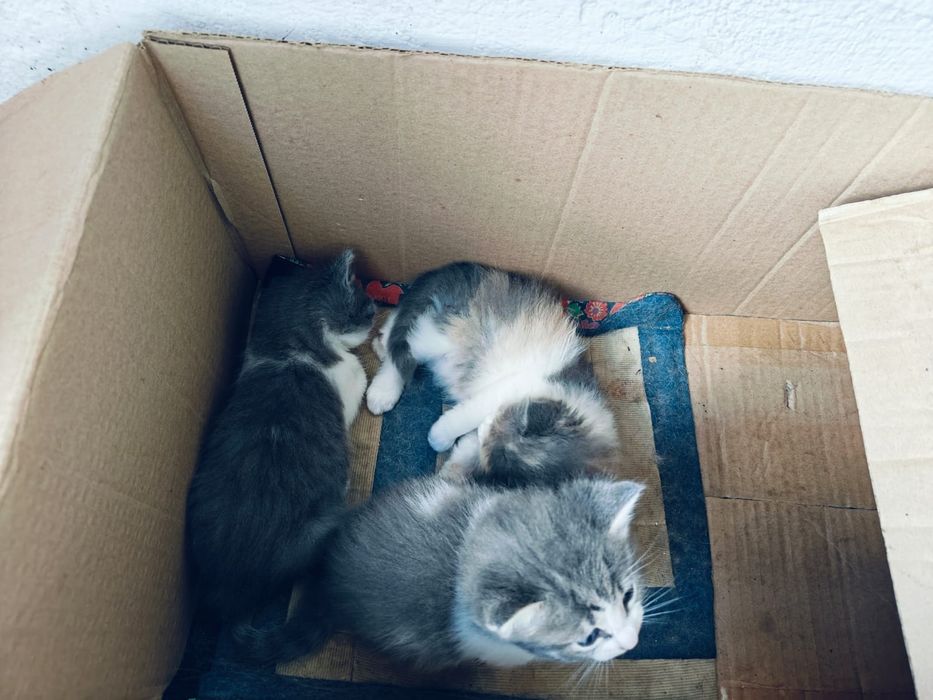 Котята добрым людям