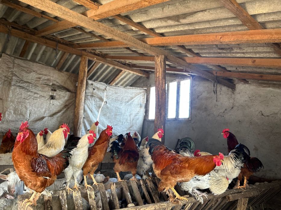 Vând cocoși și găini