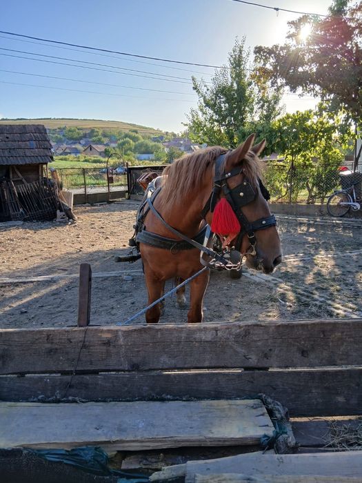 De vânzare o mânzā de doi ani!