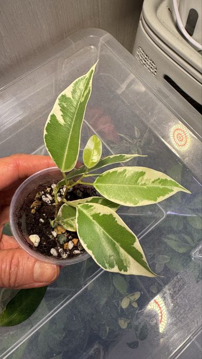 Фикус Коконат  Крем, Мунлайт, БлекДаймонд