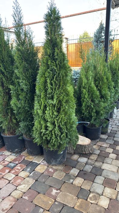 Туя Смаграгд 150-160 см