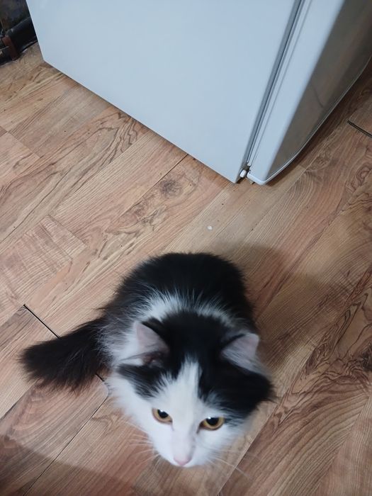 Найдена кошечка. Ищу хозяев