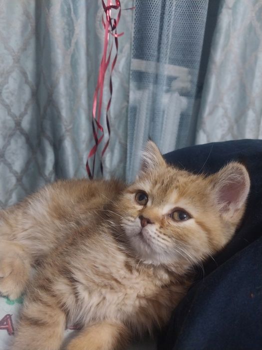 Продам шотландскую девочку