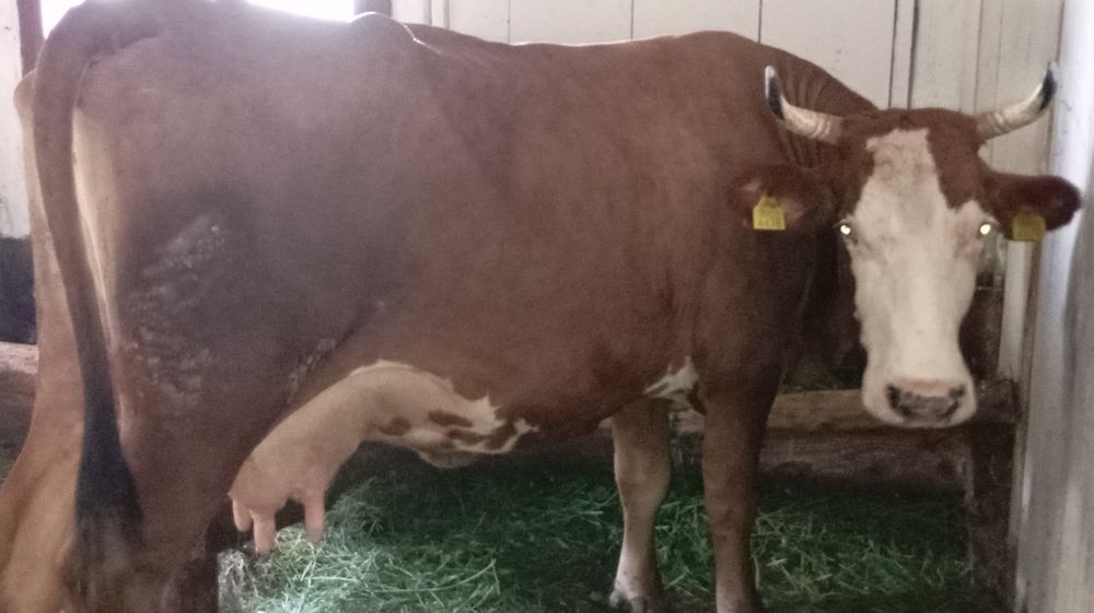 Vând vacă cu lapte și gestantă