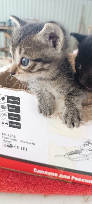 Отдам в добрые руки котят