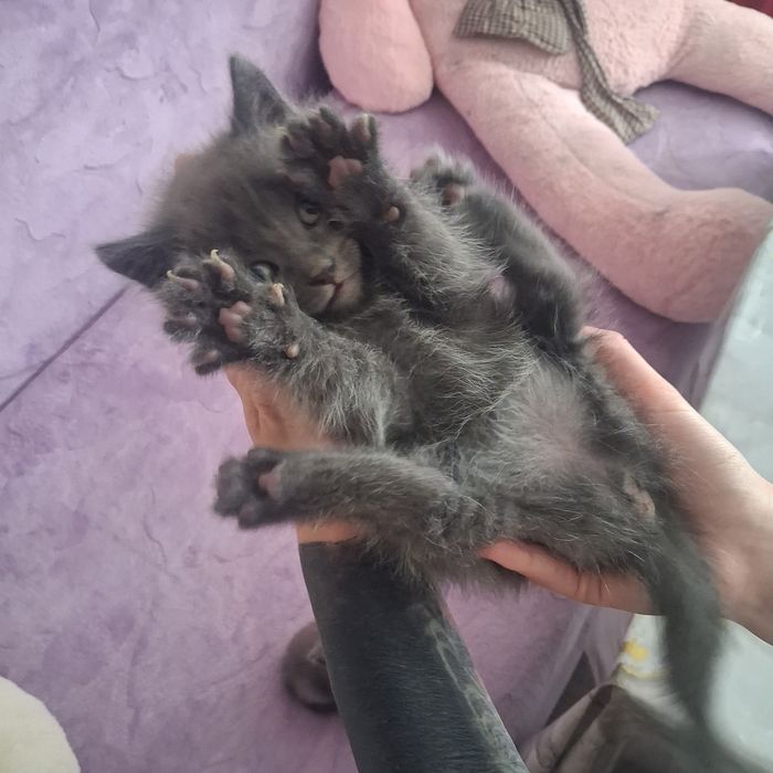 Отдам кошечек в добрые руки