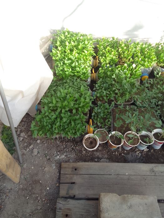Продам рассаду помидоров