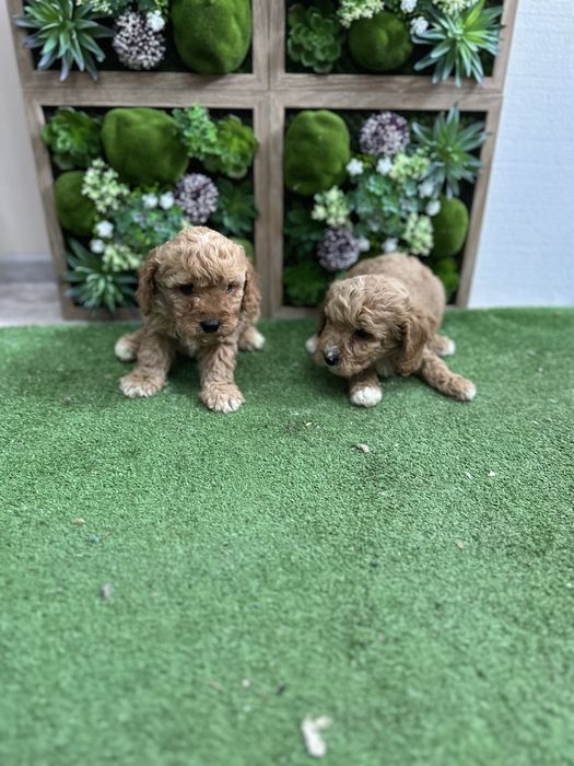 Пудел - Той.