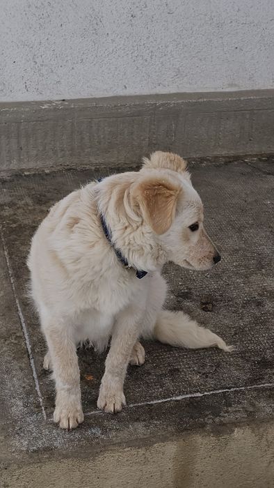 Caine pentru adoptie