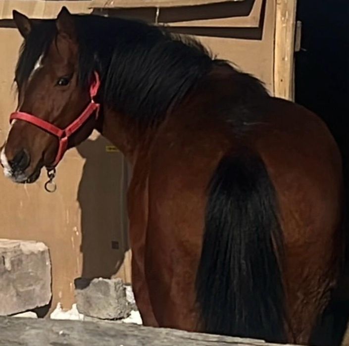 Англ Араб 4 жасар