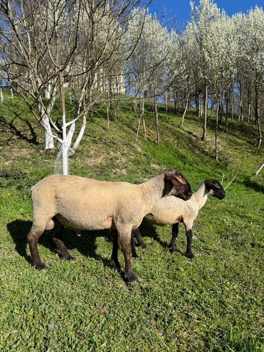 De vanzare un berbecuti suffolk