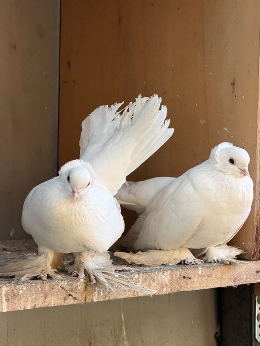 Porumbei ornament diferite rase