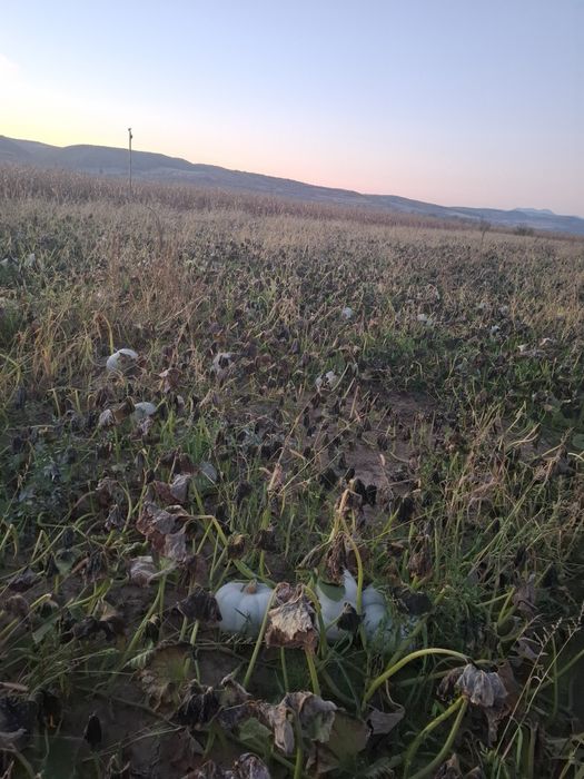 Dovleac placintar dulce f bun productie proprie 1,8lei/kg