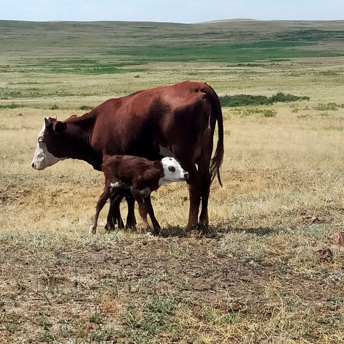 Продается корова