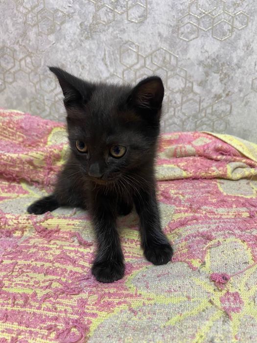 Бесплатно котята