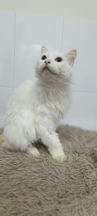 Кошка турецкая ангора в добрые руки