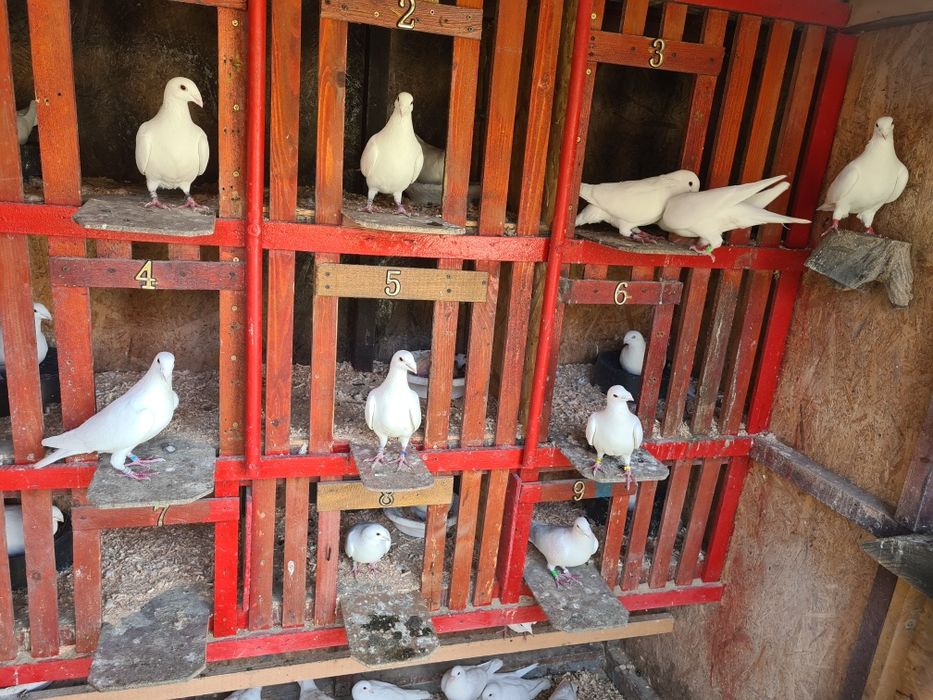 Pui voiajori albi 2026 și Maturi