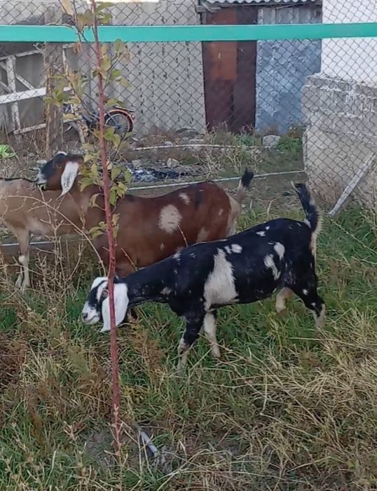 Англо нубиский Козы