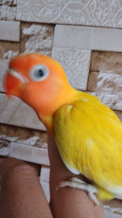 Ручной неразлучник попугай