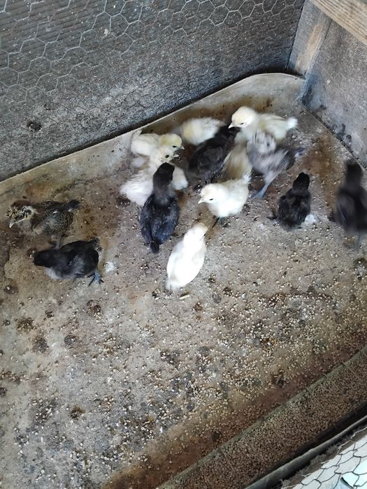 Pui de mătase japoneză