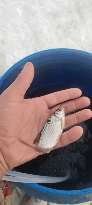 Семей живец сорожка