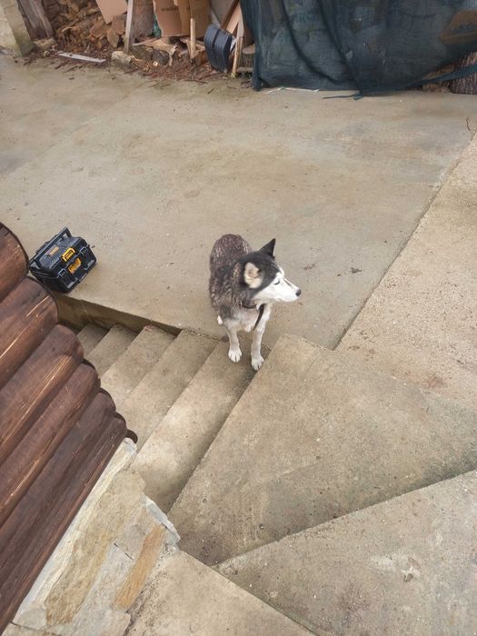 Подарявам кученца