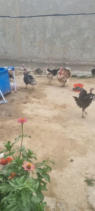 Индуклар сотилади