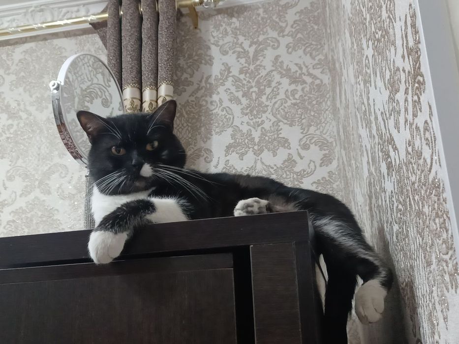 Мушук сотилади у