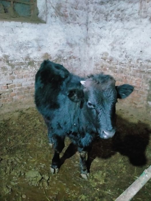 Бычок сатылады .