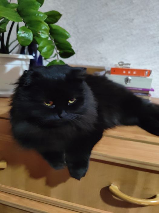 Шотландская вислоухая кошка