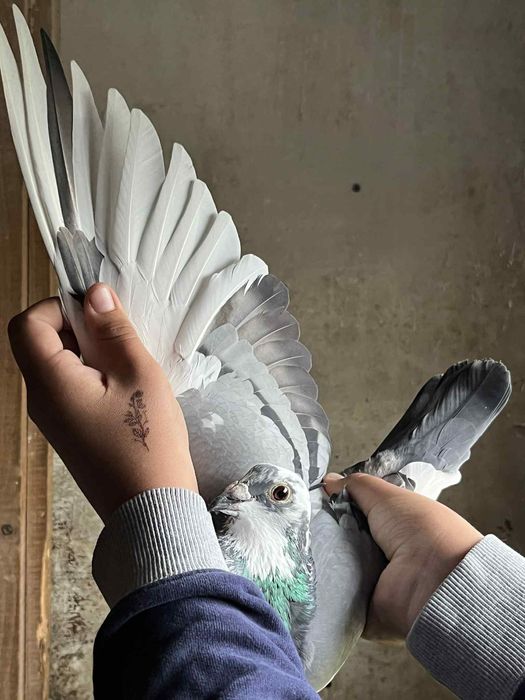 Vând porumbei,porumbei zburati,citiți descrierea