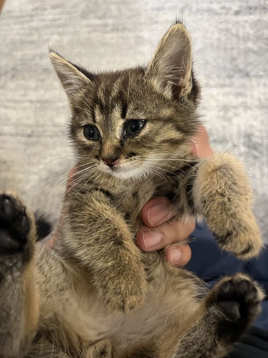 Отдам котенка в добрые руки