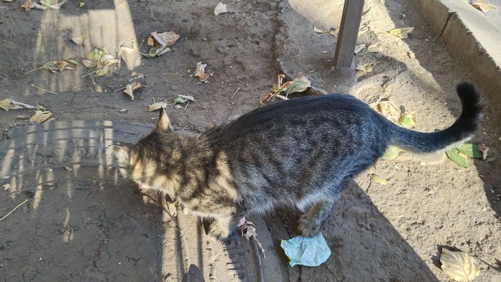 Кошка и деньги на стерилизацию