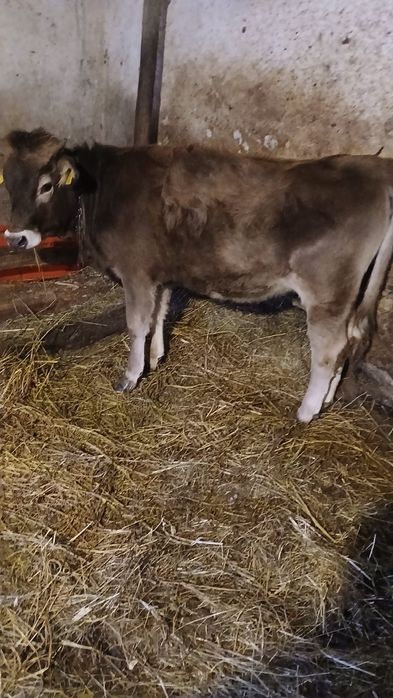 Jurincuta bruna de maramures