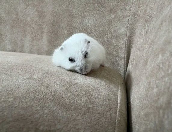 Хомяк джунгарский продаю