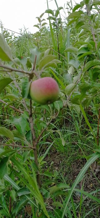 Пинк лейди Олма кучатларимиз бор 2 йиллик