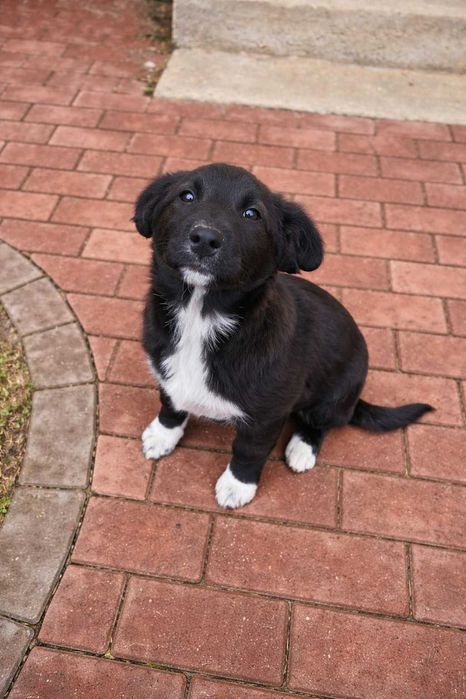 Cățelușă adorabilă își caută o familie iubitoare