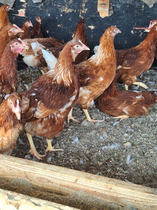 Несушки Ломан браун