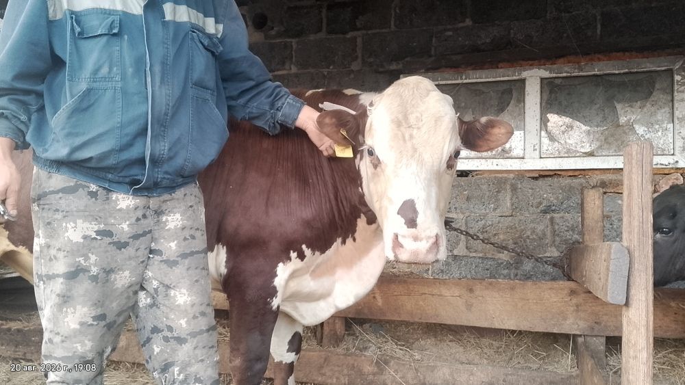 Продам комолого быка