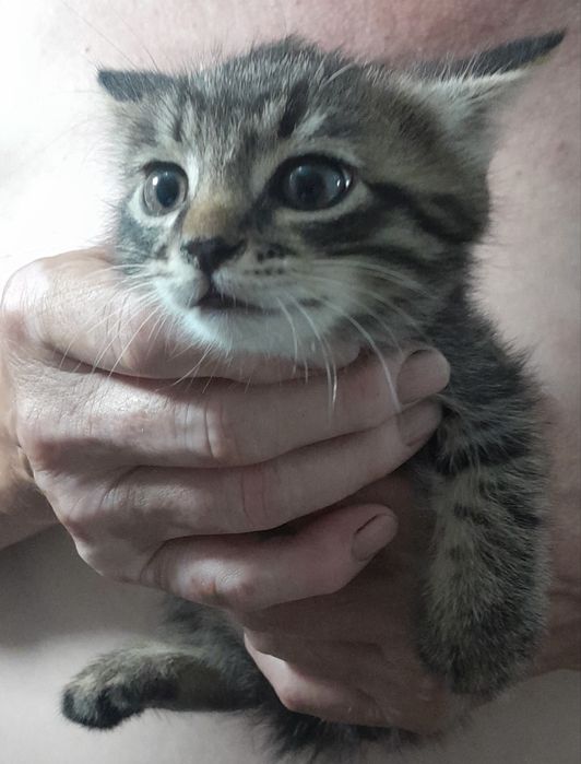Отдам котят / Мысыктарды беремиз