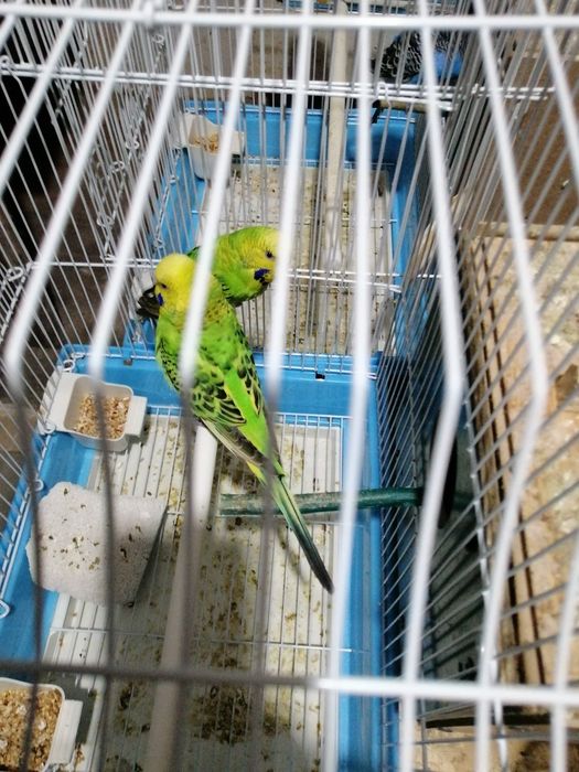 Vînd peruși perechi mature