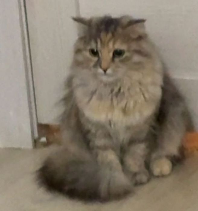 Сібір мысығы 9айлық болады шамамен