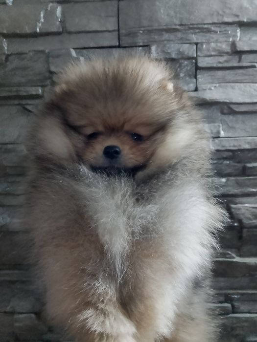 Померан померани