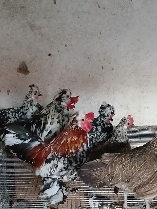 Продавам пернати струмски кокошки/джинки/фазани/пъдпъдъци/патета/ пуйки