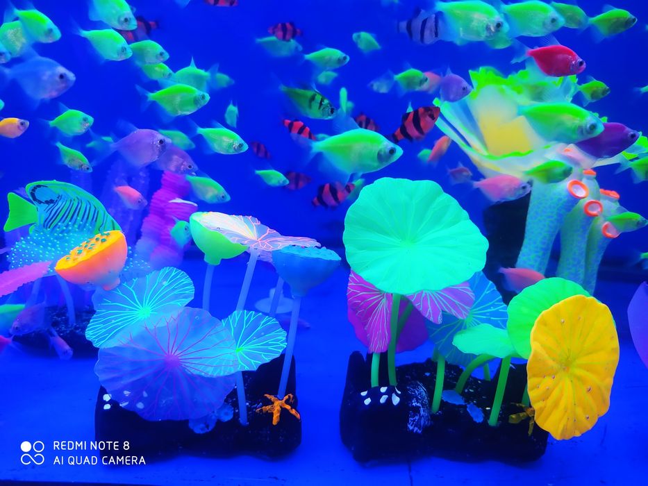 Rangli fosfirniy baliqlar