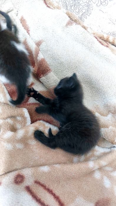 Отдам в хорошие руки котят
