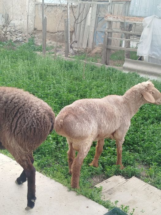 Sariq xisori quchqor sotilade