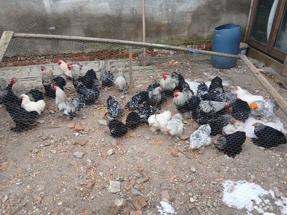Vand sau schimb Cocosi cochinchina pitik